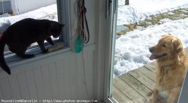 Photo de Chartreux