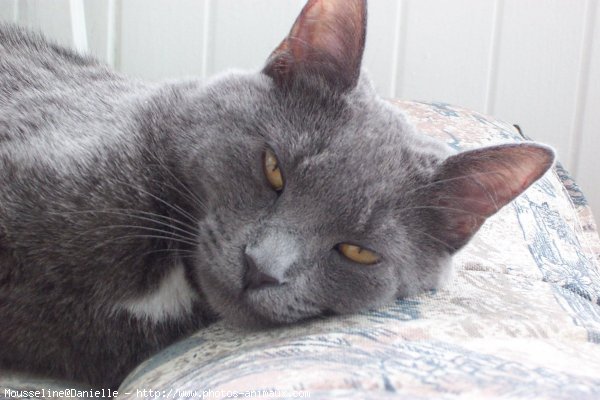 Photo de Chartreux