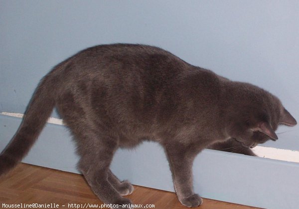 Photo de Chartreux