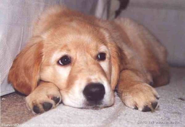 Photo de Golden retriever