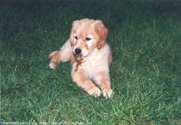 Photo de Golden retriever