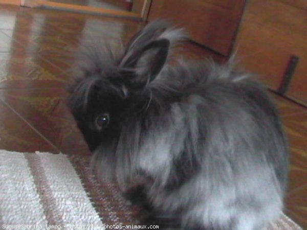 Photo de Lapin