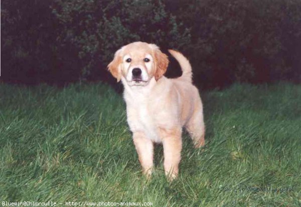 Photo de Golden retriever