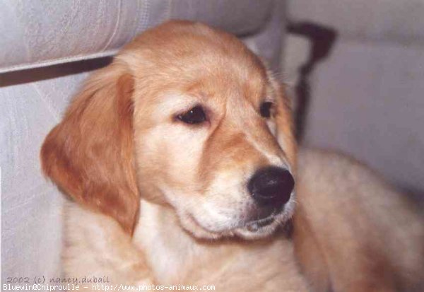 Photo de Golden retriever