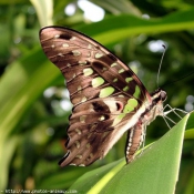 Photo de Papillon