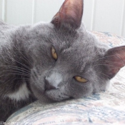 Photo de Chartreux