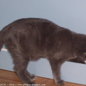 Photo de Chartreux