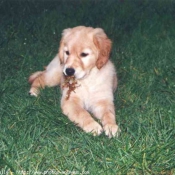 Photo de Golden retriever