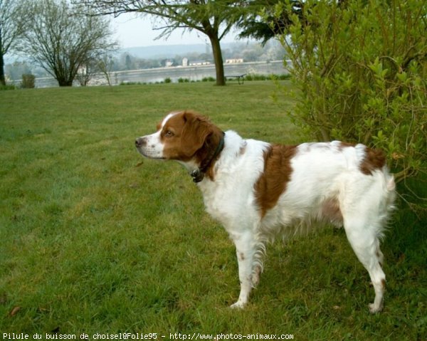 Photo d'Epagneul breton