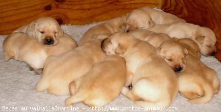 Photo de Labrador retriever