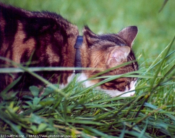 Photo de Chat domestique