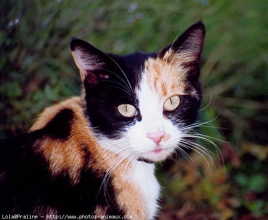 Photo de Chat domestique