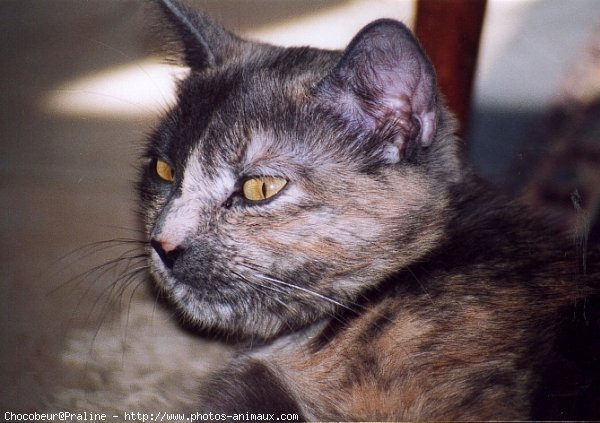 Photo de Chat domestique