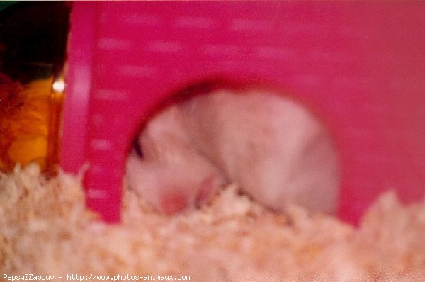 Photo de Hamster