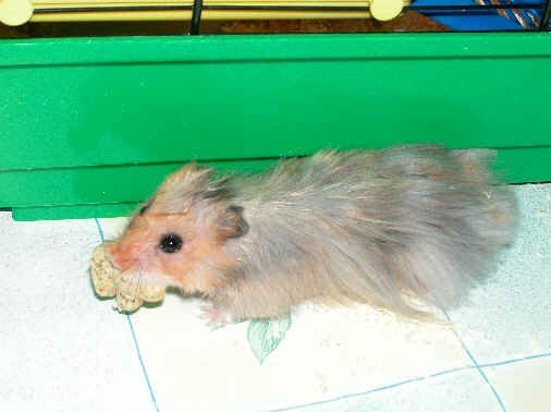 Photo de Hamster