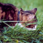 Photo de Chat domestique