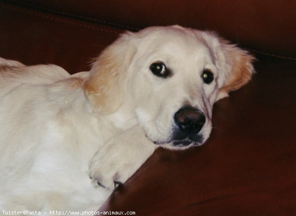 Photo de Golden retriever