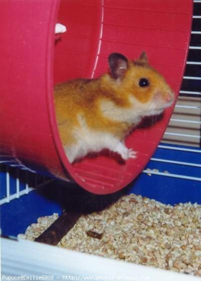 Photo de Hamster