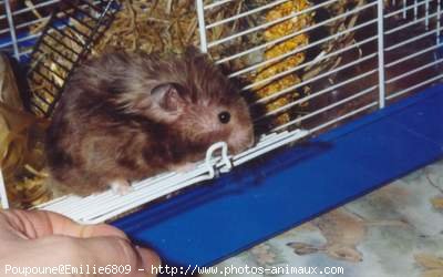 Photo de Hamster