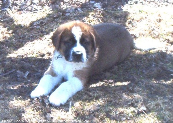 Photo de Saint-bernard poil long