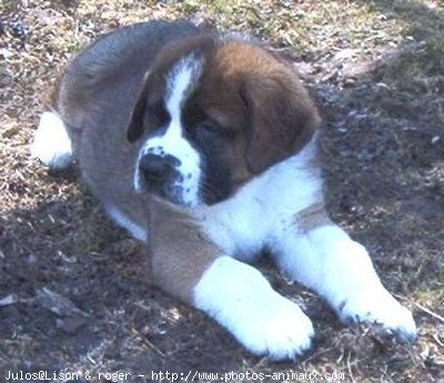 Photo de Saint-bernard poil long