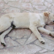 Photo de Golden retriever