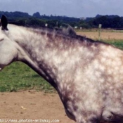 Photo de Poney franais de selle