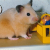 Photo de Hamster