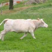 Photo de Vache