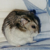 Photo de Hamster