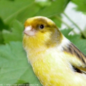 Photo de Canari