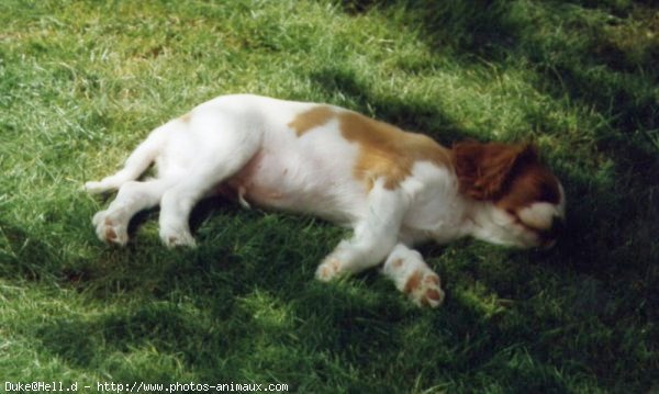 Photo de Cavalier king charles spaniel