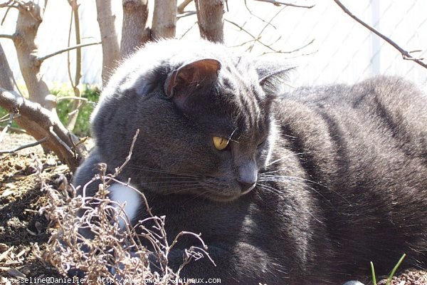 Photo de Chat domestique