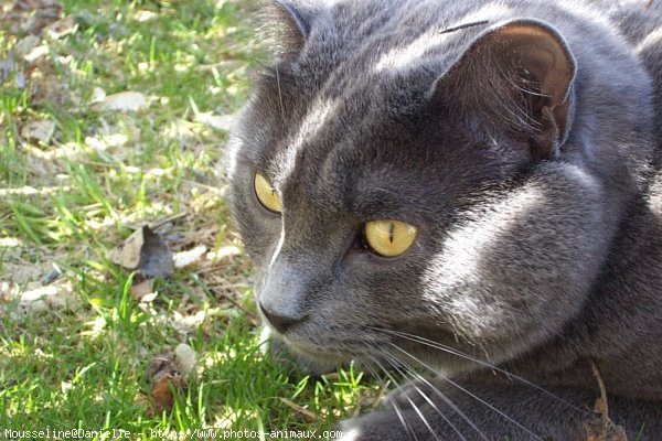 Photo de Chat domestique