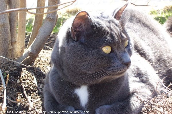 Photo de Chat domestique