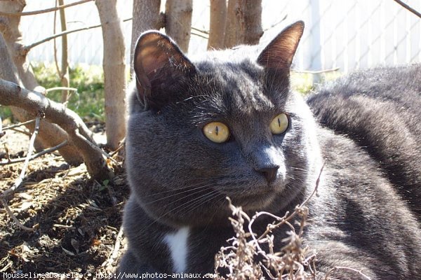 Photo de Chat domestique