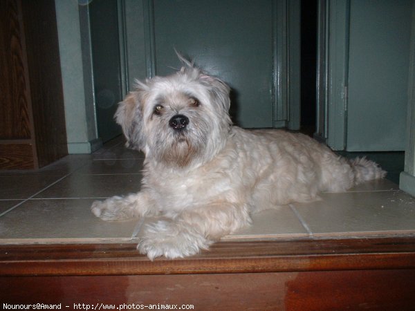 Photo de Lhassa apso