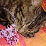 Photo de Chat domestique