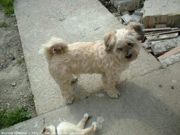 Photo de Lhassa apso