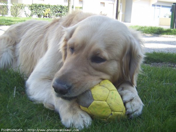 Photo de Golden retriever