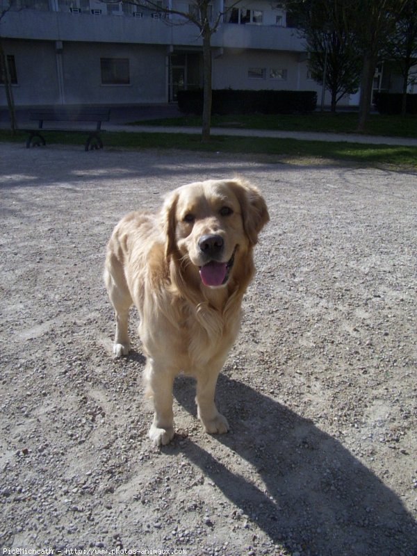 Photo de Golden retriever