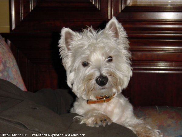 Photo de West highland white terrier