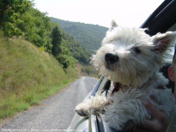 Photo de West highland white terrier