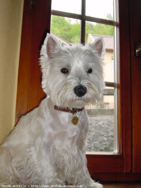 Photo de West highland white terrier