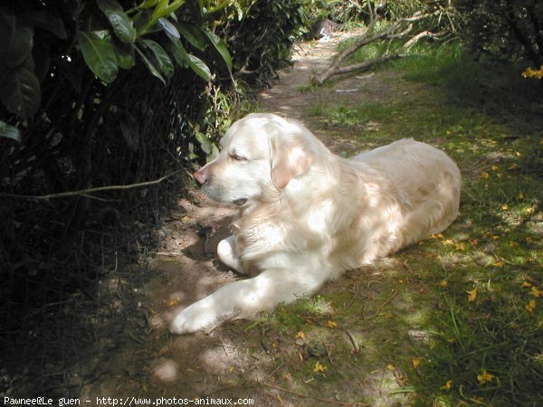 Photo de Golden retriever