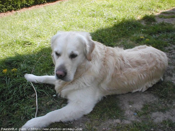 Photo de Golden retriever