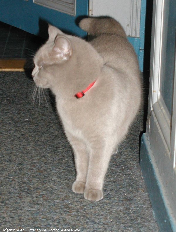 Photo de British shorthair