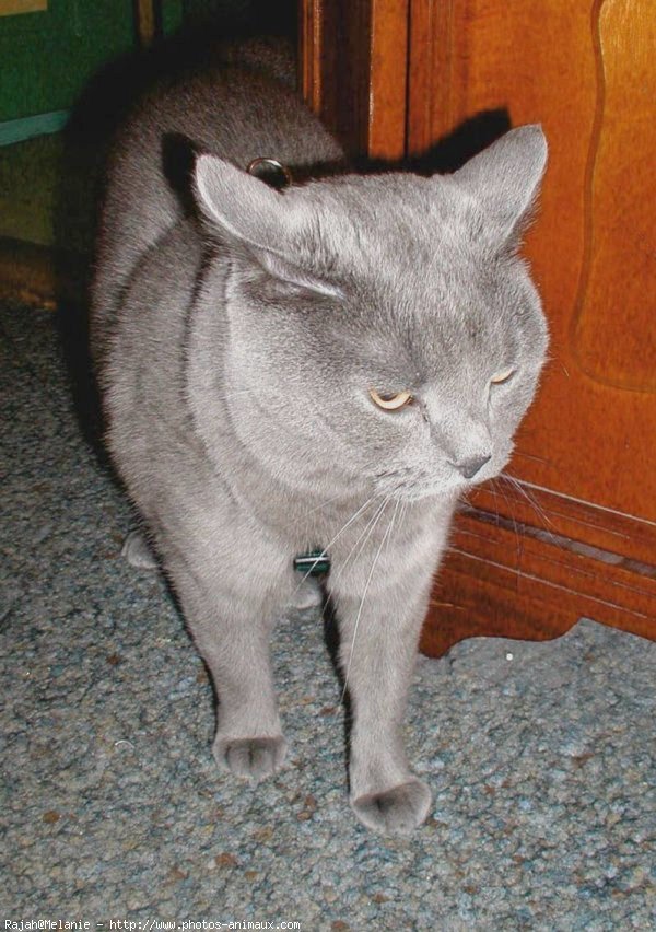 Photo de Chartreux