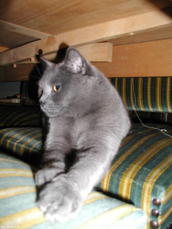 Photo de Chartreux