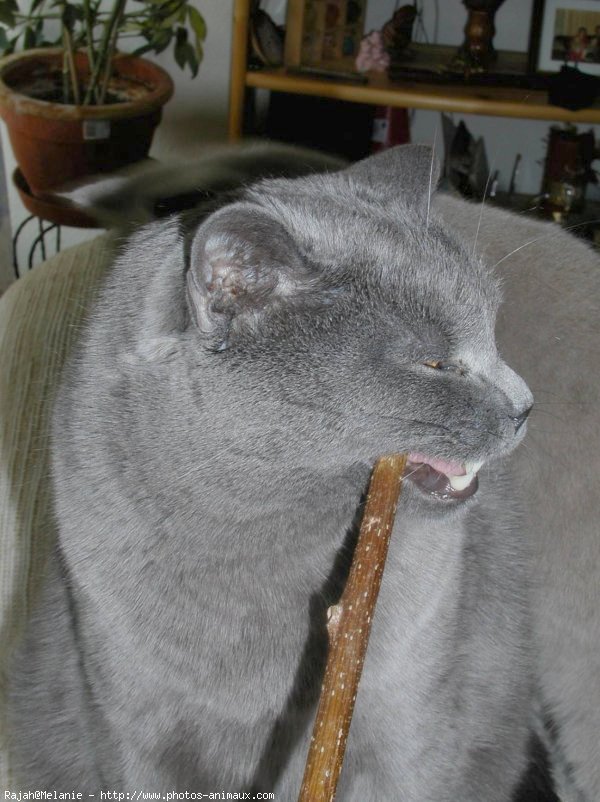 Photo de Chartreux